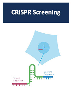 CRISPR Screening