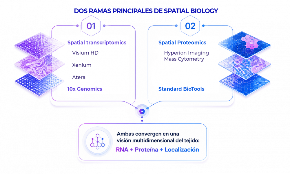 graficospatialbiology