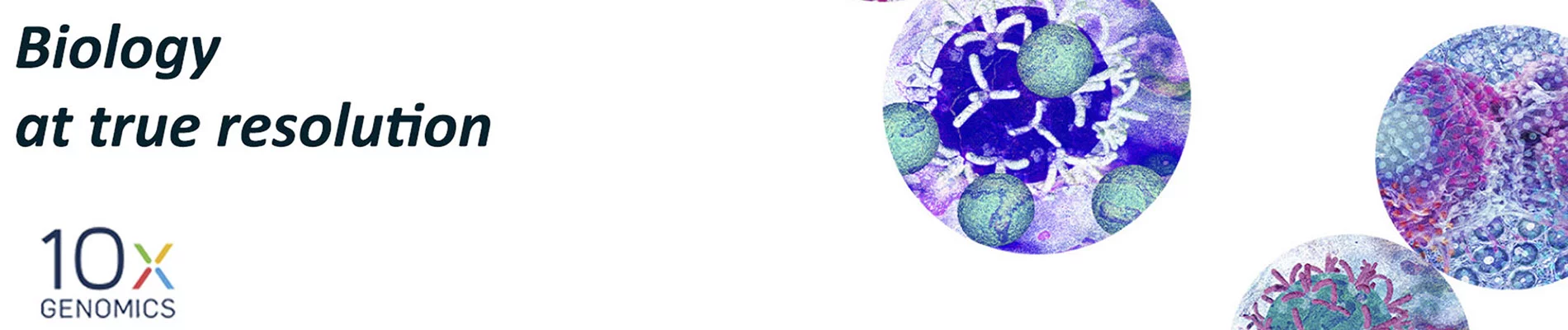 Imagen Biology at true resolution